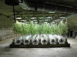 There are, however, disadvantages to running a basement grow room, including How To Set Up A Grow Room Part 8 Best Grow Room Setup 2021 420 Big Bud