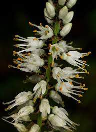 Image result for Chlorophytum colubrinum