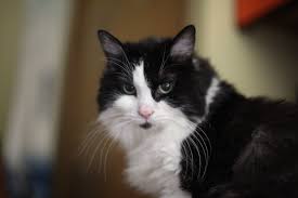 Tuxedo Medium Hair Tuxedo Cat Cats Medium Hair Styles