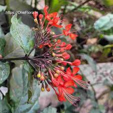 Image result for Clerodendrum splendens