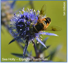 A honey bee visits 50 to 100 flowers during a collection trip. Sea Holly