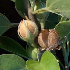 Image result for Ipomoea adenioides