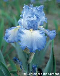 Cloud Ballet Fragrant Iris Iris Flowers Iris Garden Bearded Iris