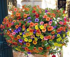 Myhangingbaskets Com Hanging Plants Hanging Flower Baskets Hanging Baskets