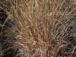 Image result for Themeda
