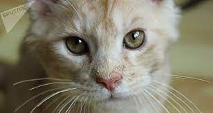 suhoj goryachij nos u koshki chto eto znachit i chto delat