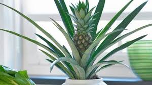 Ananas Pflanzen Selbst Vermehren Ananas Pflanzen Pflanzen Exotische Pflanzen