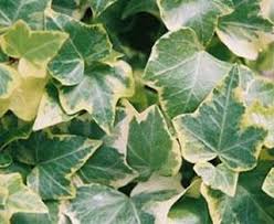 Image result for Hedera