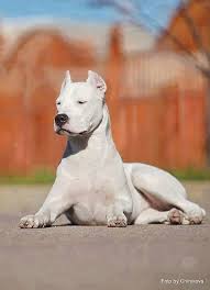 Dogo Argentino Buyuk Kopekler Kopek Turleri Hayvan Fotografciligi