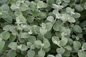 Image result for Helichrysum