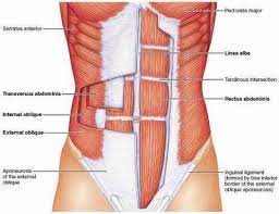 Maybe you would like to learn more about one of these? Abdominal Muscles Chart Body Best Core Workouts Lower Ab Workouts Abdominal Exercises