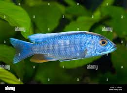 Image result for Triainolepis africana