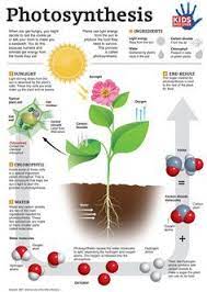 Photosynthesis Infographic Plant Science Photosynthesis Teaching Science