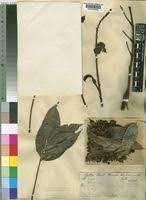 Image result for Bussea