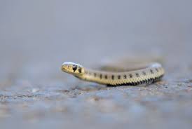 Baby Grass Snake Rainforest Food Chain Snake Grass