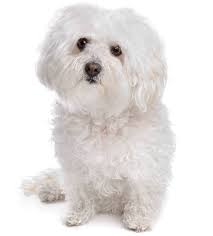 Check spelling or type a new query. Bolognese Breeders Complete Worldwide List