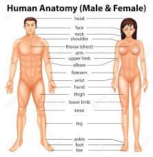 The internal anatomy is all of the parts you can't see, and where the reproductive magic happens. Illustration Showing The Human Body Parts Royalty Free Cliparts Vectors And Stock Illustration Image 20680004