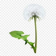 Pngkit selects 156 hd dandelion png images for free download. Common Dandelion Flower Clip Art Dandelion Flower Free Vector Free Transparent Png Clipart Images Download