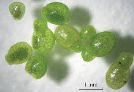 Image result for Wolffia arrhiza