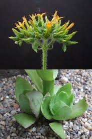 Image result for Kalanchoe velutina
