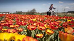 Ze horen bij de zuiderwaterlinie die de zuidflank van holland moest beschermen. Fietsen In Zuid Holland Anwb