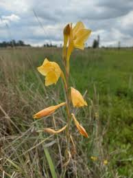 Image result for Gladiolus mosambicensis
