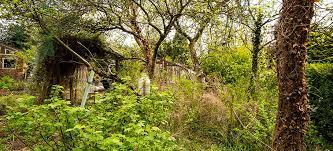 It S A Jungle Out There How To Clear An Overgrown Garden Fantastic Services Blog Garden Clearance Overgrown Messy Garden