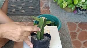 Maybe you would like to learn more about one of these? Practical Gardening Grafting Christmas Cactus To Dragon Fruit Plant
