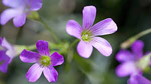 Woodsorrel The Four Leaf Clover That Blossoms With Luck Cgtn