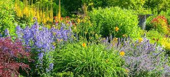 Small perennials fit well in an herb garden, especially if the garden is in an area with limited growing small, culinary herbs are often available as perennials. 12 Full Sun Perennials That Bloom All Summer Breck S