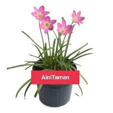 Ayo buruan sebelum kode ini di pake sama org lain. Tanaman Hias Lili Hujan Bunga Hujan Bunga Lili Peri Lily Hujan Bunga Zephyr Bunga Lilipink Shopee Indonesia