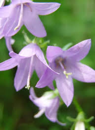 Die Besten Pflanzen Fur Ost Und Westbalkone Schoner Wohnen In 2020 Pflanzen Balkon Pflanzen Blumen