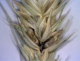 Start studying inman rd exam domain 3&4. Frontiers Karnal Bunt A Re Emerging Old Foe Of Wheat Plant Science