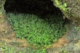 Image result for Vittaria