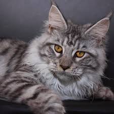 There are plenty of places to choose from so take your time and browse around. Pin On Maine Coon Cats