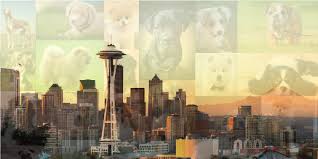 Jump to adopt a puppy or dog in seattle, washington shelters and rescues in seattle, washington these adorable pups are available for adoption in seattle, washington. Seattle Puppies And Dogs For Adoption Home Facebook