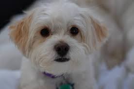 Make sure to confirm your email. Life S Abundance Dog Food Reviews Ratings Recalls Ingredients Herepup
