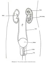 3ds max + blend c4d xsi ma lwo 3ds dae dxf fbx obj x. Body System Urinary Male