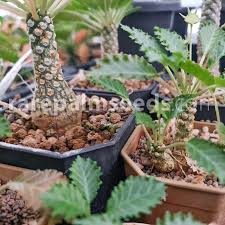 Image result for Dorstenia