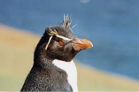 Rockhopper Penguin Numbers Tumble In South Atlantic — Mercopress