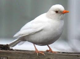 White Bird With Crazy Hair The White Bird That S A Bit Of A Black Sheep Twitcher Snaps An Albino Blackbird Black Bird Rare Albino Animals White Bird
