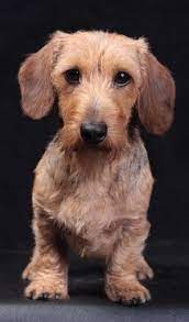 Dachshund Wire Haired Dachshund Love Dachshund Puppy Funny Wire Haired Dachshund