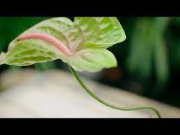 Artistic Anthurium Arrangement Flower Factor Tutorials Powered By Fiore Anthuriums Youtube Anthurium Anthurium Arrangement Anthurium Flower