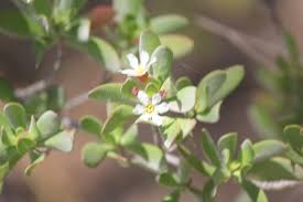 Image result for Pemphis