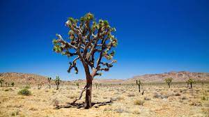 Check spelling or type a new query. Joshua Tree Wallpapers Wallpaper Cave