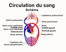Soleil — le soleil est l'une des innombrables étoiles de notre galaxie; Troubles De La Circulation Symptomes Traitement Definition Docteurclic Com