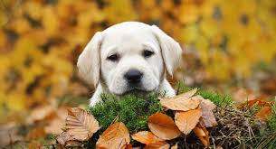 Yellow lab on the lawn. Yellow Lab Names 250 Awesome Ideas For Naming Your Pup