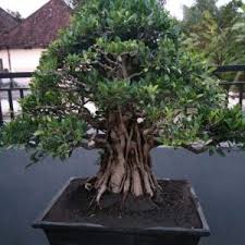 151 Kimeng Xl Formal Jual Bonsai Murah Pohon Tanaman Indonesia Asia