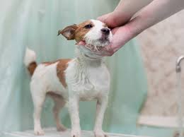 Grasmilben sind genauer betrachtet erntemilben, sie zählen zur familie der spinnentiere. Grasmilben Behandeln Was Hilft Ihrem Hund