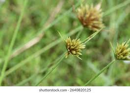 Image result for Pycreus